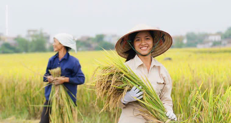 Rice Field